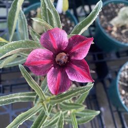 Adenium Obesum - Desert Rose - Over 2000 To Choose From