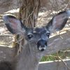 Mara