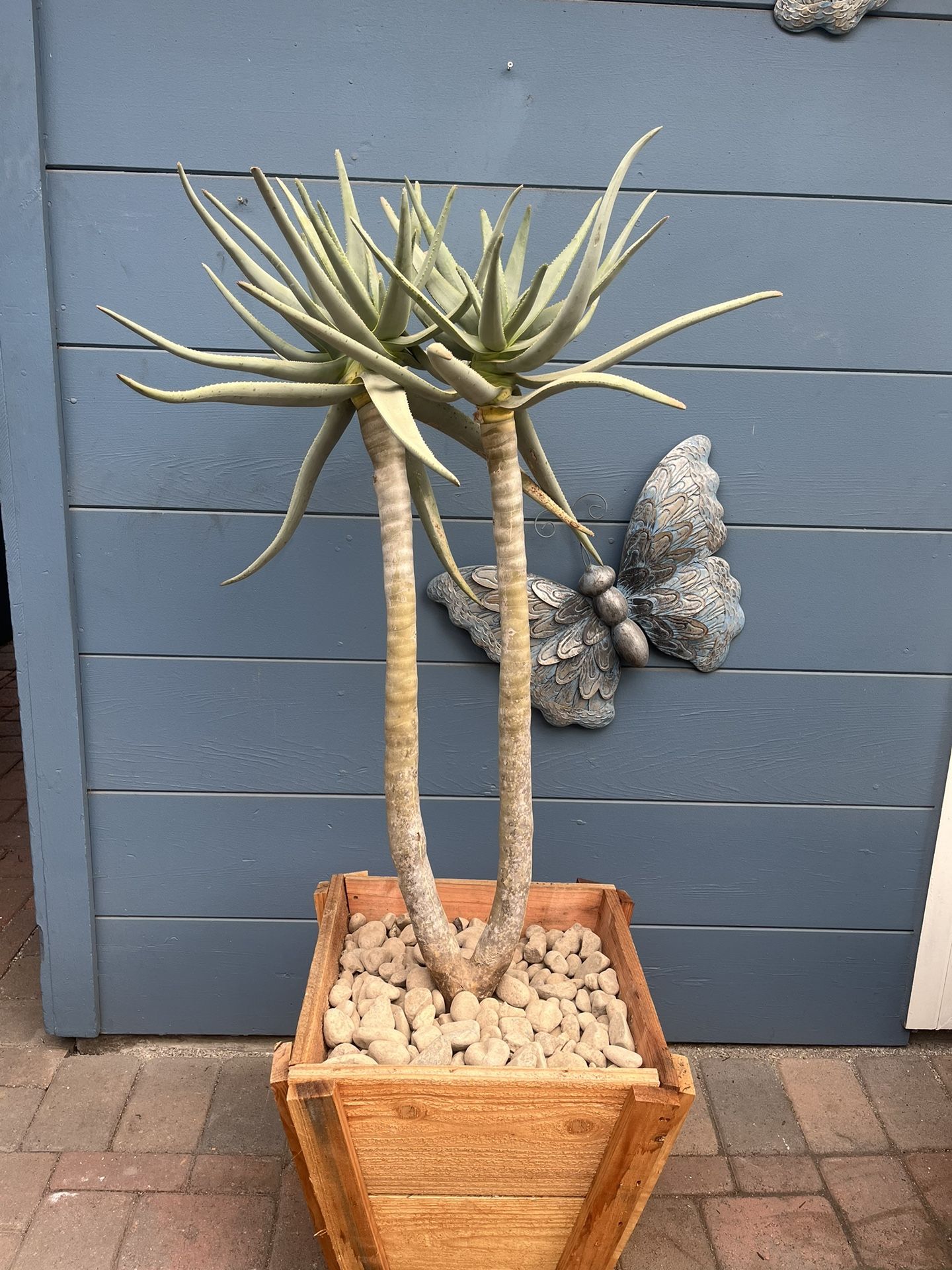 40” Aloe Dichotoma