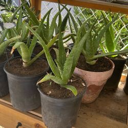 Aloe Vera Plants For Sale