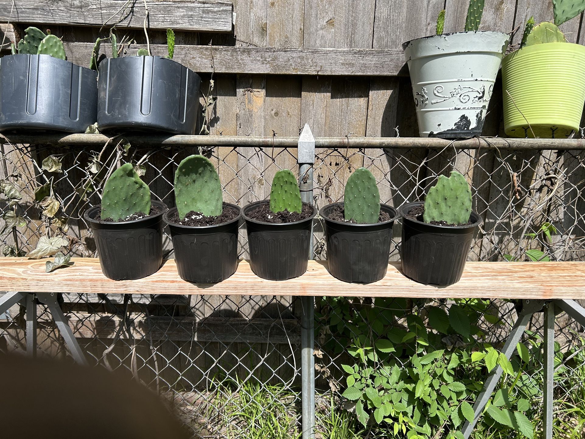 Cactus, Nopales.