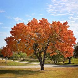 Chinese Pistachio Trees
