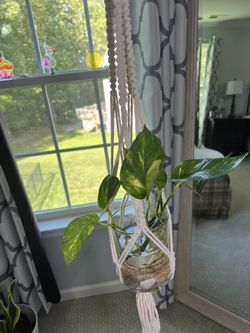 Golden Pothos With Pot With Macrame Plant Hanger! 🍃🌿