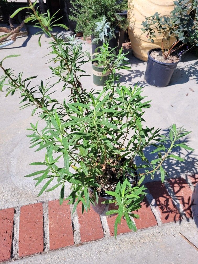 Black Sage Plant