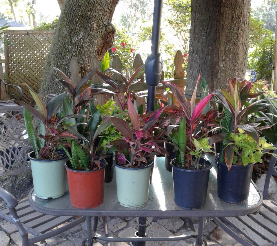 Plants ($5.00 Each)