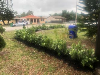 PRIVACY HEDGE PLANTS