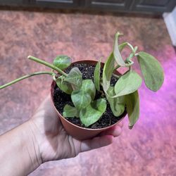 4” hoya obscura