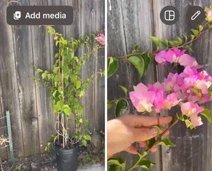 Huge plant***5ft huge bougainvillea “Imperial Thai Delight”; 95820