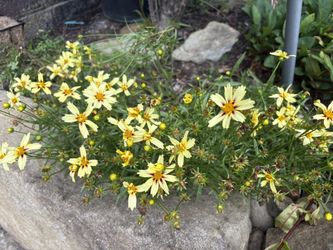 $5 Each.  Perennial plants for Sale