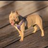 Amplify _562_Bullies