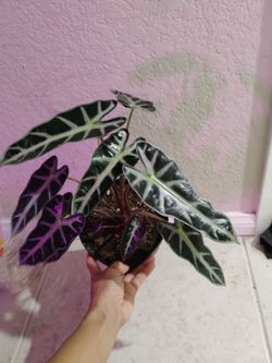 Alocasia polly