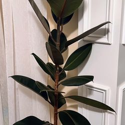 Healthy Burgundy Rubber Tree Plants 