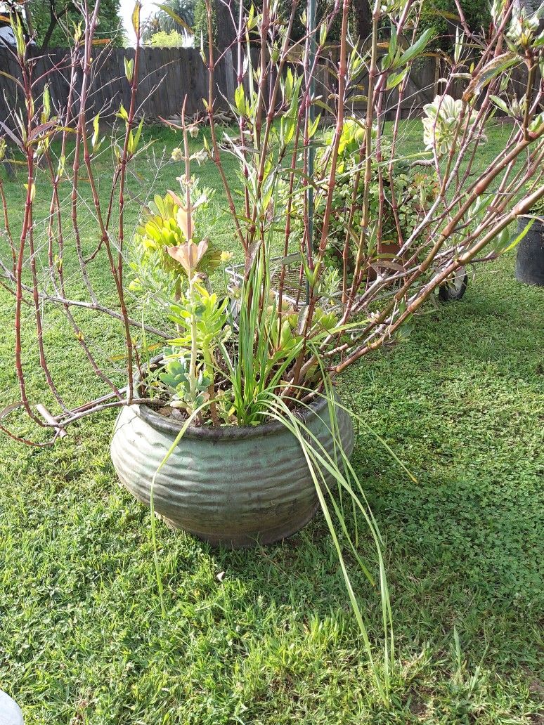 Big Large Pot With Succulents And A Plant That Gives Out Purple Flowers