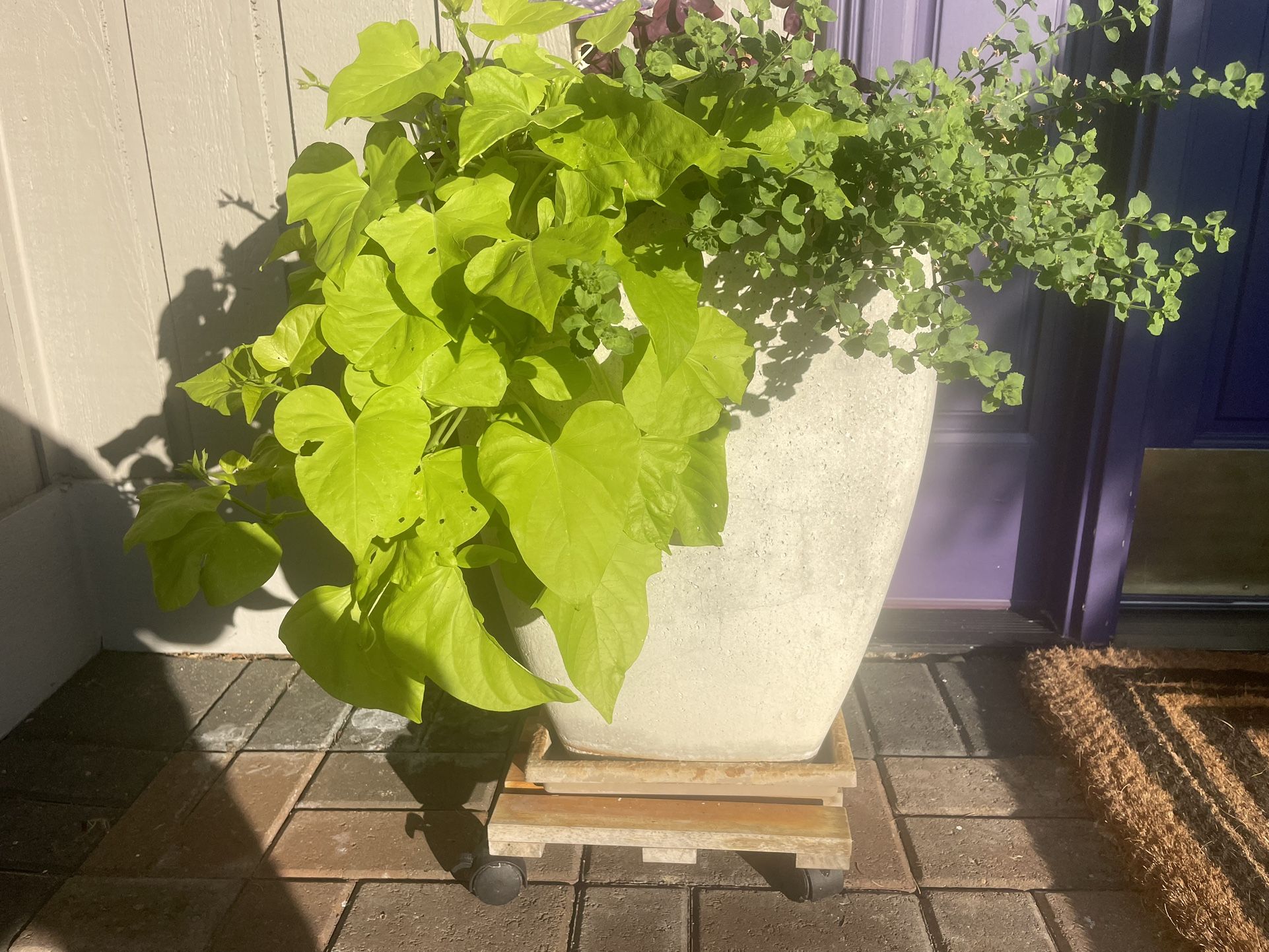 Flower Pots - full Foliage Entry And Driveway