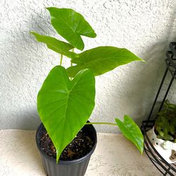 Alocasia Odora Plant 