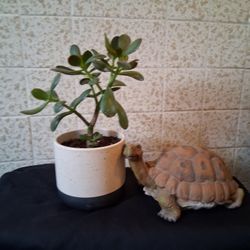 Jade Plant