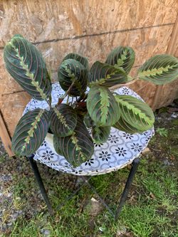 Indoor Plant
