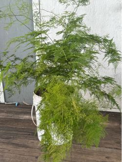 Asparagus setaceus
