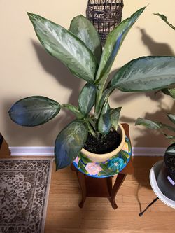 🇨🇳Chinese Evergreen Plant🇨🇳