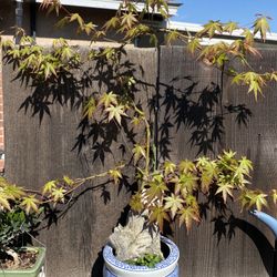 Bonsai Japanese Maple Dragon Style $65