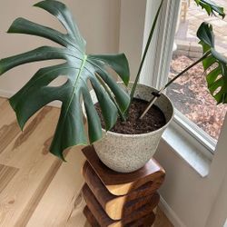 Large Leaf Monstera Deliciosa House Plant