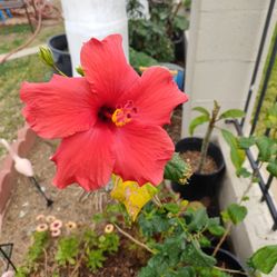 Tulipán O Novelisco Tree 