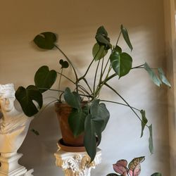 Monstera Plant
