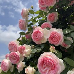 Pink Eden Climbing Rose, Live Starter Plant, Rooted
