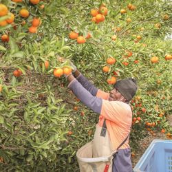 Citrus Tree Picking & Cleaning