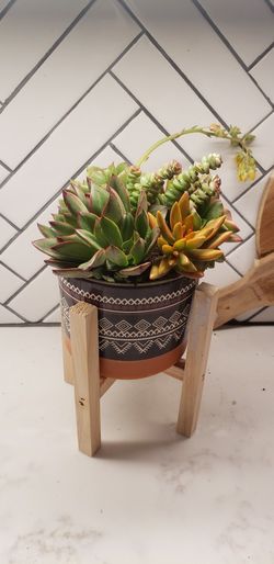 Succulent Arrangement With Stand