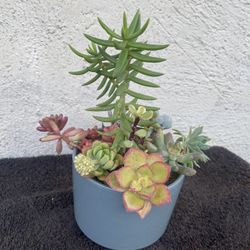 Succulents Plant Arrangement 