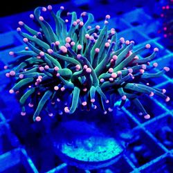 🔥 Saltwater Reef Fish Tank Aquarium Fake Decorations 