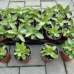 Salvia Starter Perennials in 4" Pots - "New Dimension Blue"
