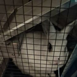 Free BUNNY!!  CUTE WHITE FLUFFY & CUDDLY RABBIT!!