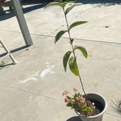 Arbor De Guayava Color Rosita