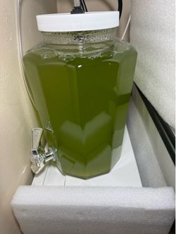 Reef Phytoplankton