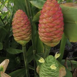 Blooming Ginger Plants