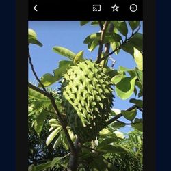 Soursop Graviola Guanabana Annona Muricata 1 Gallon Seedling Plant Tree Fully Grown