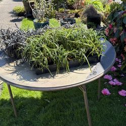 Black and Green Mondo Grass