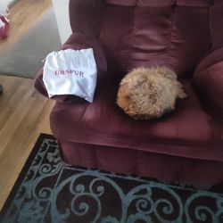 Racoon Fur Insulated Ladies Hat