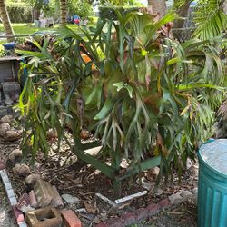 2  Large And Xtra Large plants 