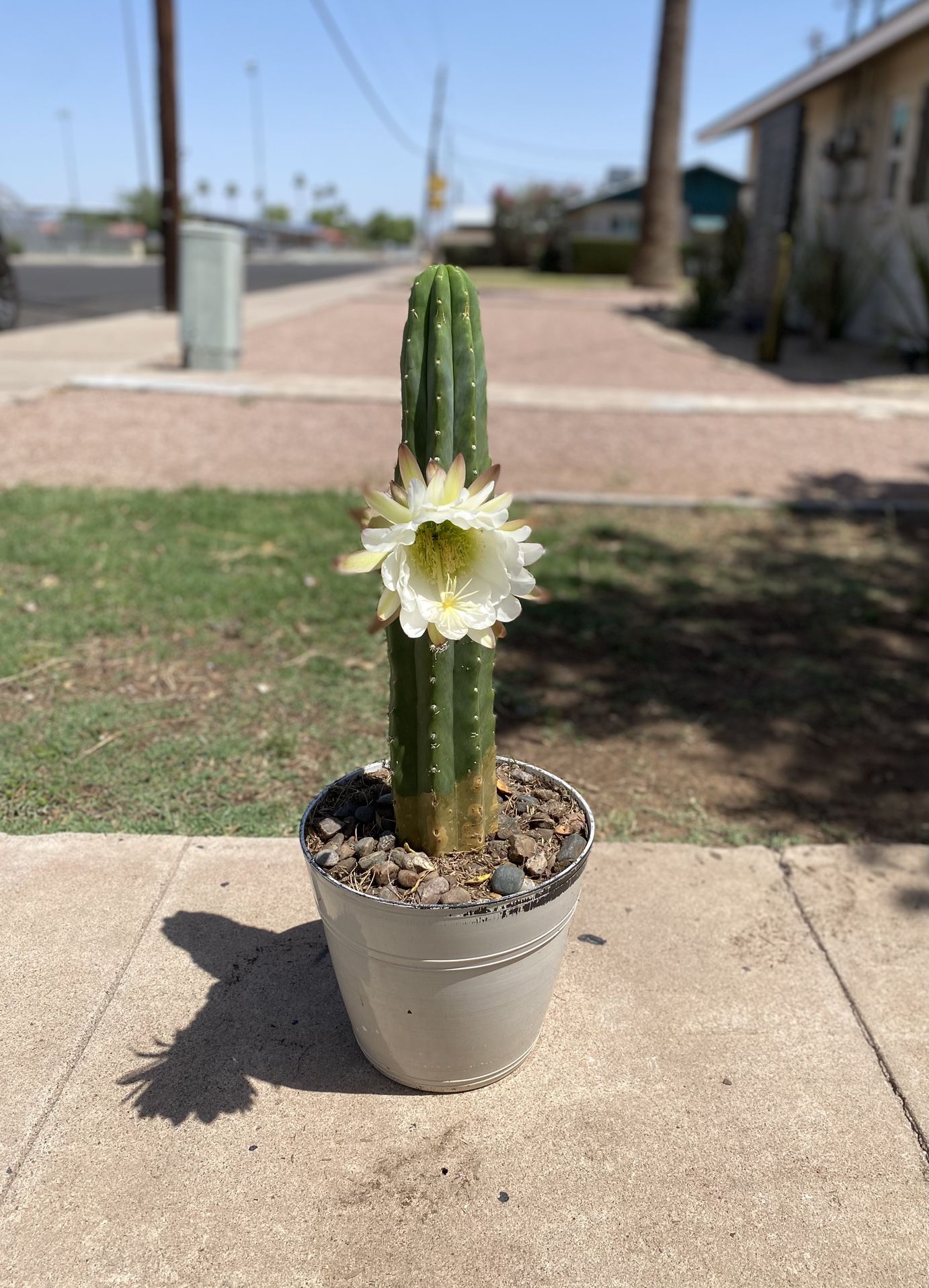 San Pedro Cactus Plant