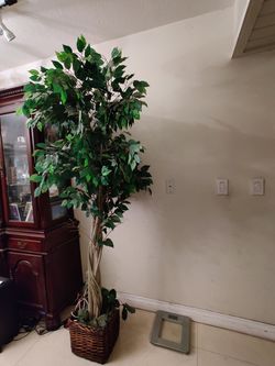 Decorative ficus 7 ft tall tree.