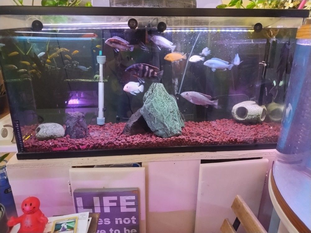 Aquarium W/Stand
