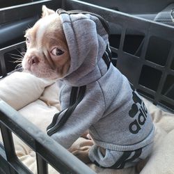 XS Adidog Pet Dog Cat Hooded Sweatshirt outfit