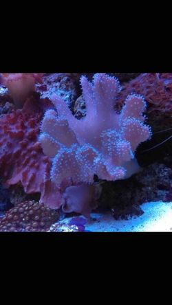 Devil Hand leather coral