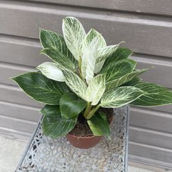 6” birkin philodendron 