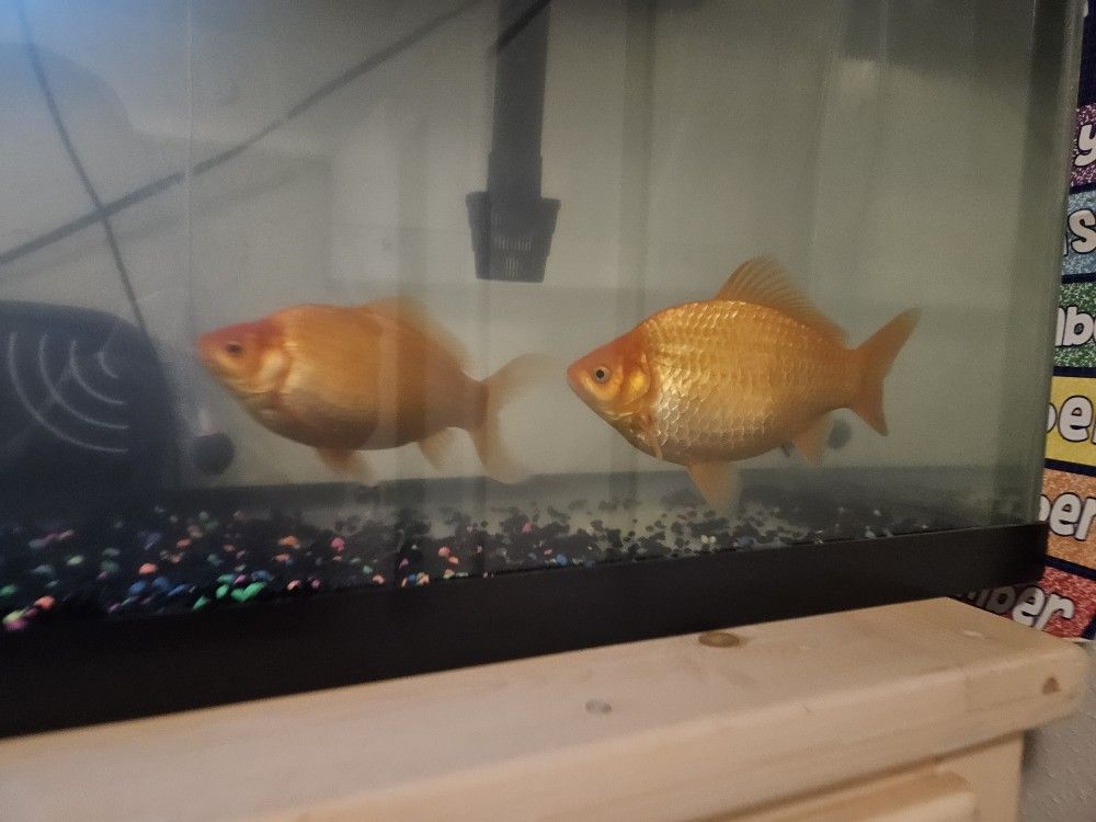 55 Gallon Fishtank With 2 Goldfish