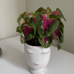 Decor Natural Plant