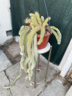 Monkey Tail Cactus Plant, In 10 Inch Hanging Pot Pick Up Only
